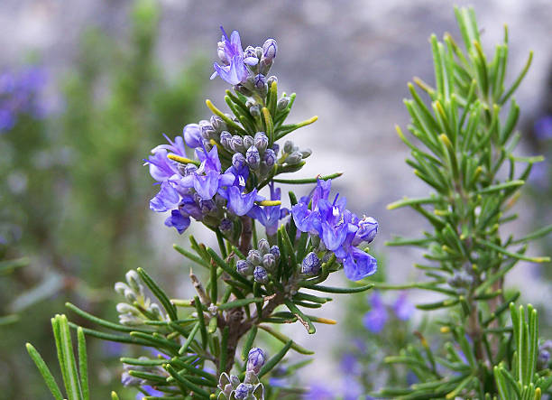 Just Smelling This Herb for 5 Minutes Daily Can Increase Memory by 75%